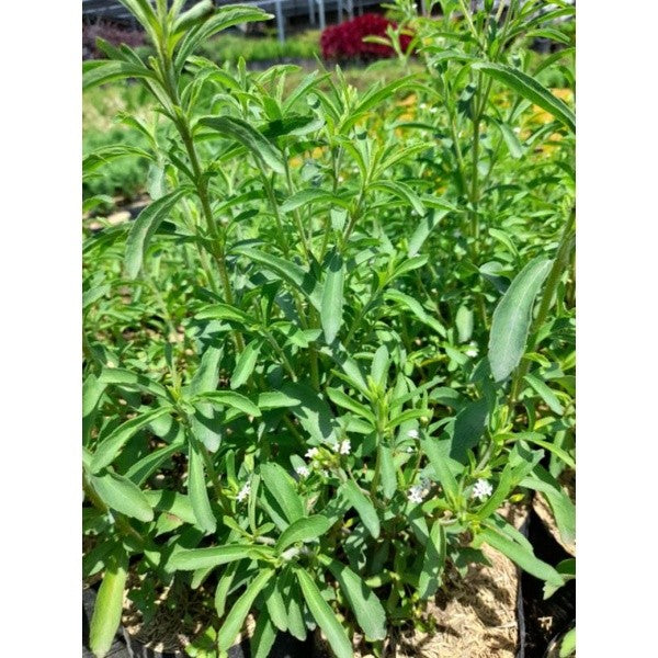 Stevia Sweet Leaf / 甜菊叶 / Daun Manis Stevia / मीठी पत्ती स्टेविया (Singapore: Stevia Plant) – Natural Sweetener, Zero Ca
