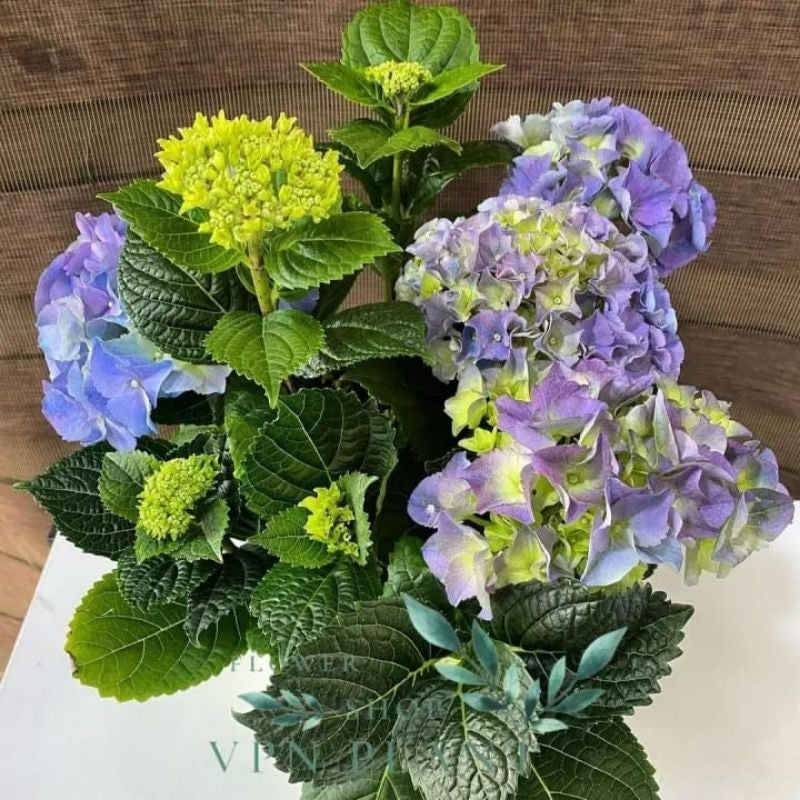 Hydrangea / 绣球花 / Bunga Hortensia / हाइड्रेंजिया (Singapore: Hydrangea) – Colorful Blooms, Long Lasting, Easy Care, Eleg