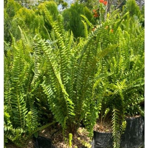 Boston Fern / 波士顿蕨 / Pakis Boston / बॉस्टन फर्न (Singapore: Boston Fern) – Air Purifying, Lush Foliage, Easy Care, Humid