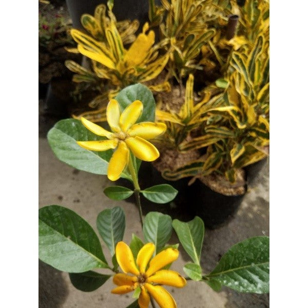 Golden Gardenia / 金黄栀子花 / Bunga Gardenia Kuning / सुनहरा गार्डेनिया (Singapore: Gardenia) – Sweet Fragrance, Bright Bloo