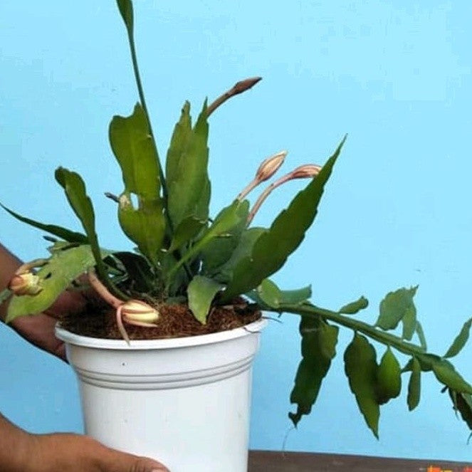 Queen of the Night Cactus / Phyllocactus mexicanus / Wijaya Kusuma Putih / 昙花仙人掌 / रात्रानी फूल कैक्टस (Singapore Moon C