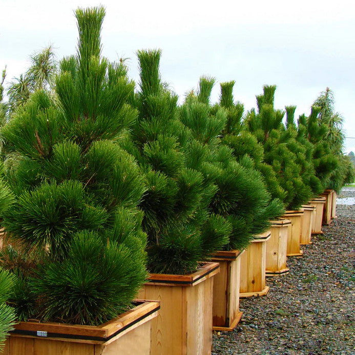 Japanesse Black Pine / Pinus thunbergii