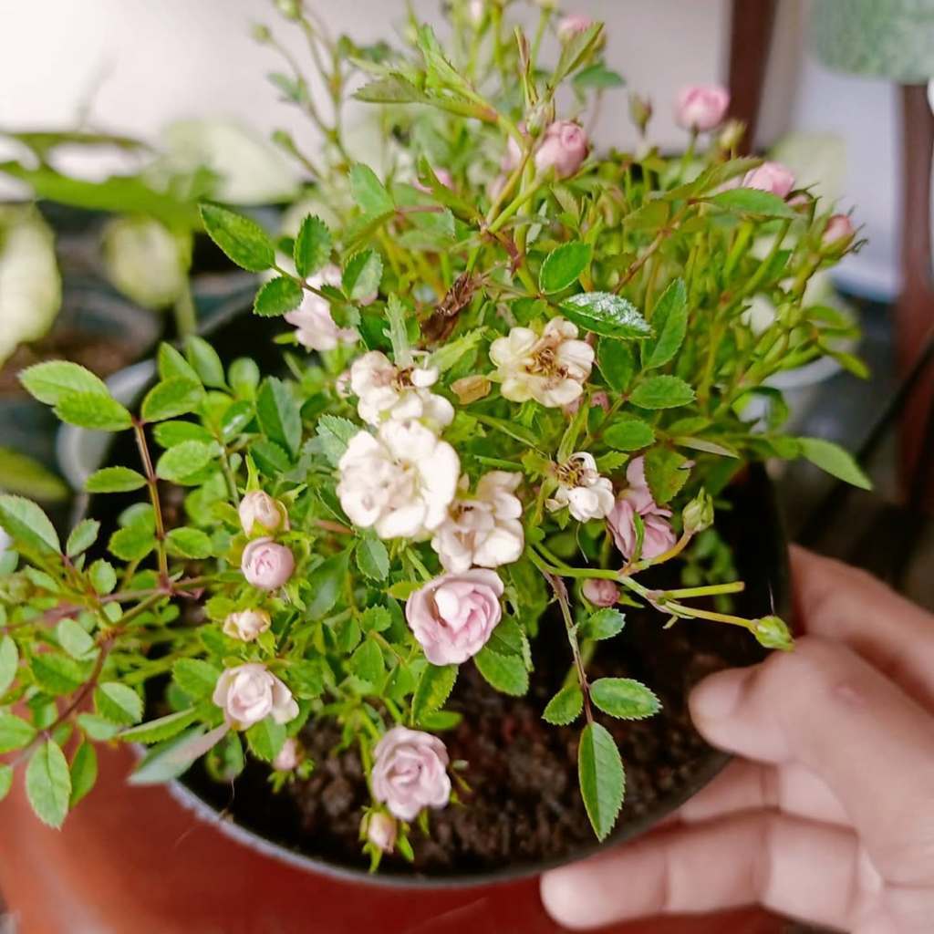 Baby Rose, Mini Rose, Rosa