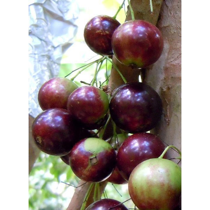 Flacourtia rukam – Exotic Rukam Fruit Plant | Easy to Grow & Highly Nutritious