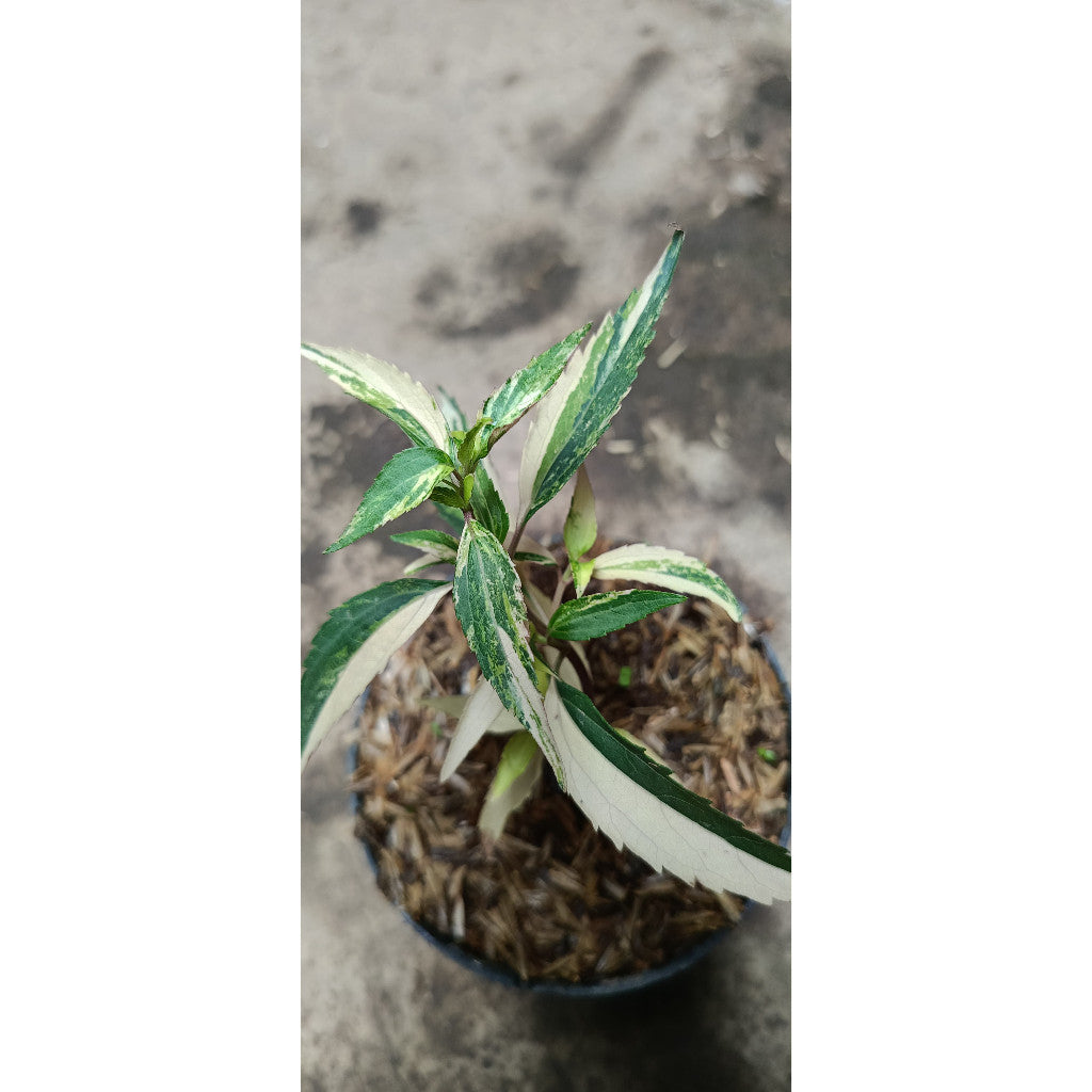 Eupatorium fortunei Variegated – Elegant Greenery for Indoor & Outdoor Spaces