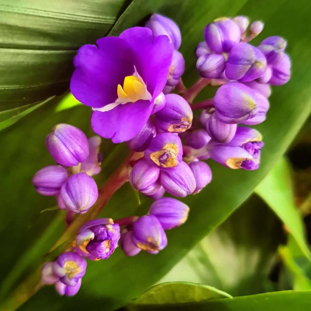 Dichorisandra Thyrsiflora, Blue Ginger, Blue-flowered Bamboo, Brazilian Ginger