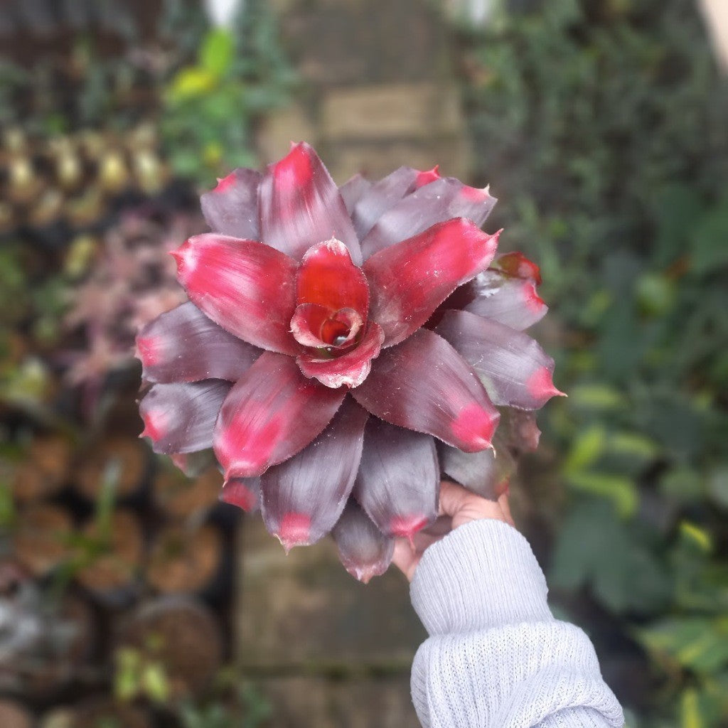 Bromelia Roxy, Big Bromelia, Neoregelia