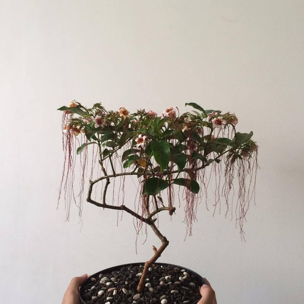 Strophanthus Preussii, Corkscrew Flower, Poison Arrow Vine, Spider Tresses, Tassel Vine, Climbing Oleander