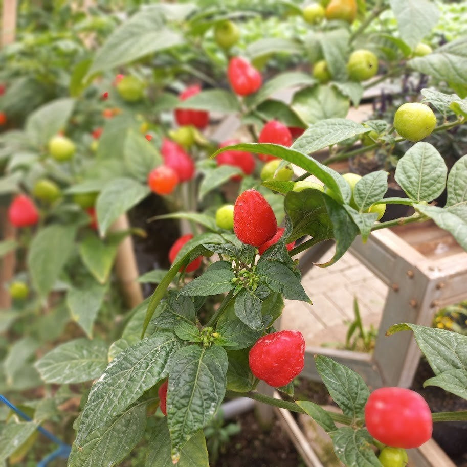 Habanero Pepper, Bonnet Pepper, Datil Pepper, Piri-Piri Pepper, Squash Pepper, 黄灯笼辣椒