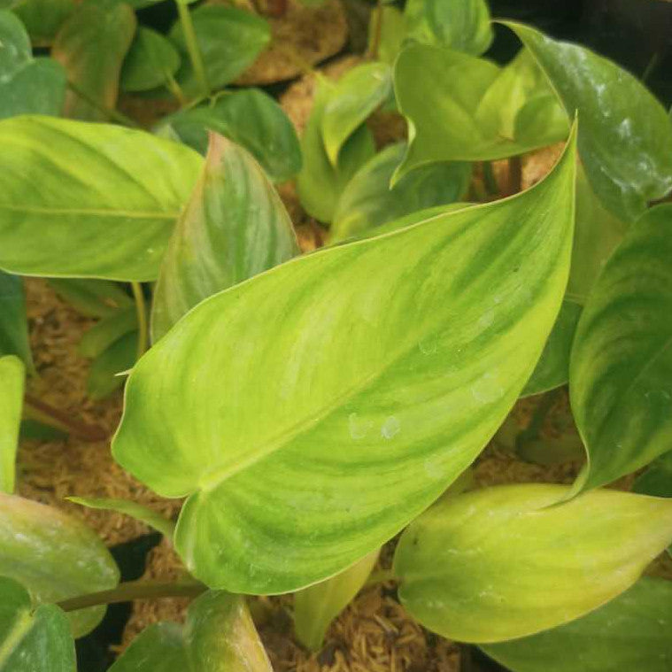 Philodendron Moonlight x Philodendron Plowmanii