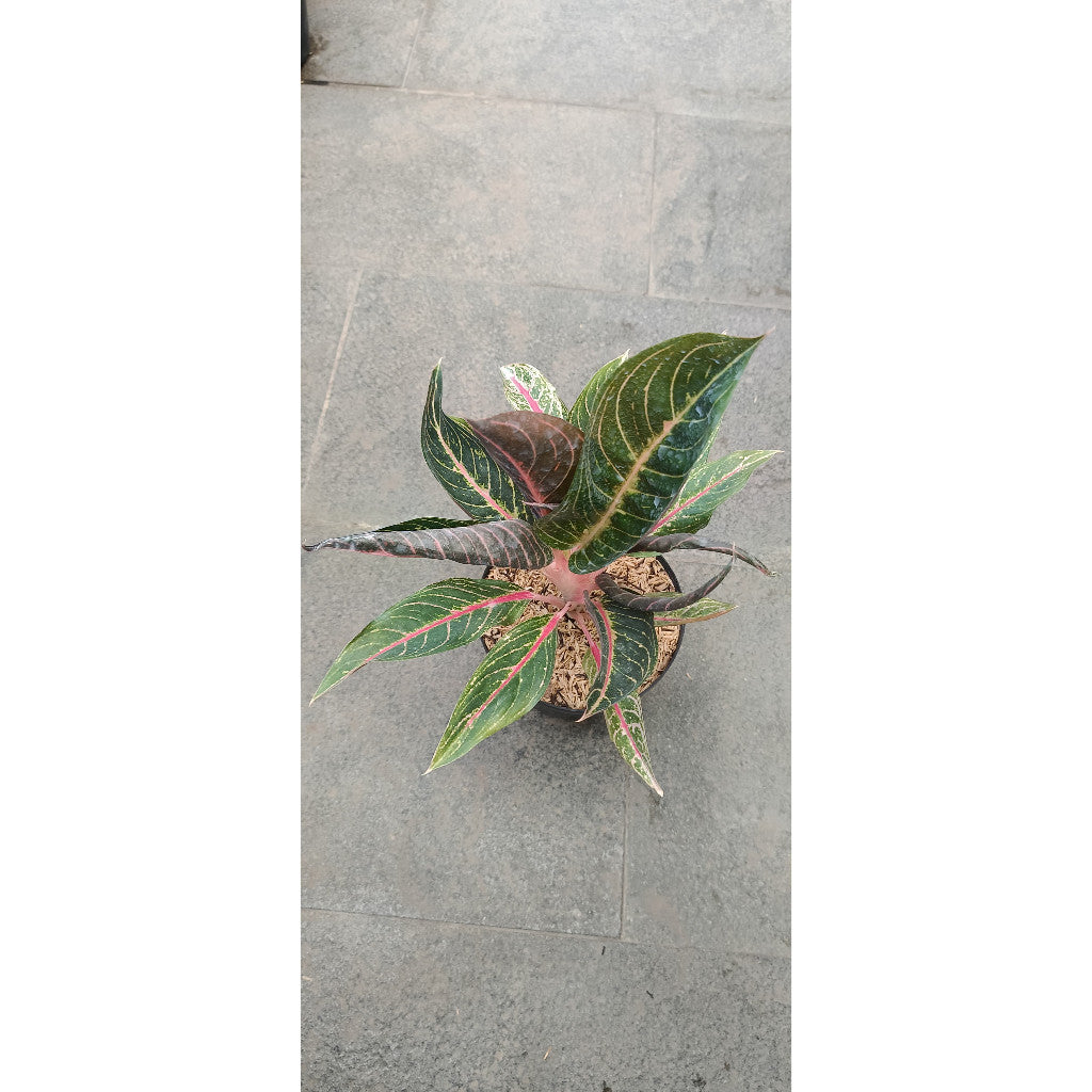 Aglaonema Mahardika – Elegant Indoor Air-Purifying Plant