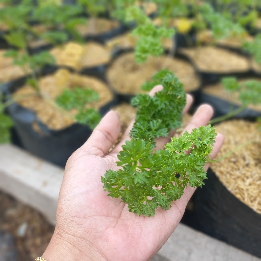 Petroselinum Crispum Crispum Group, Curly Leaf Parsley