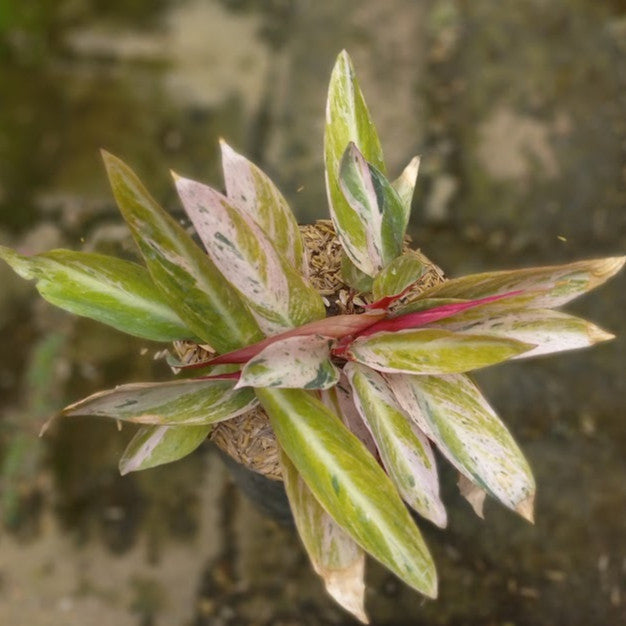 Calathea Triostar Variegated: Tropical Foliage Beauty – Perfect for Indoor Gardens