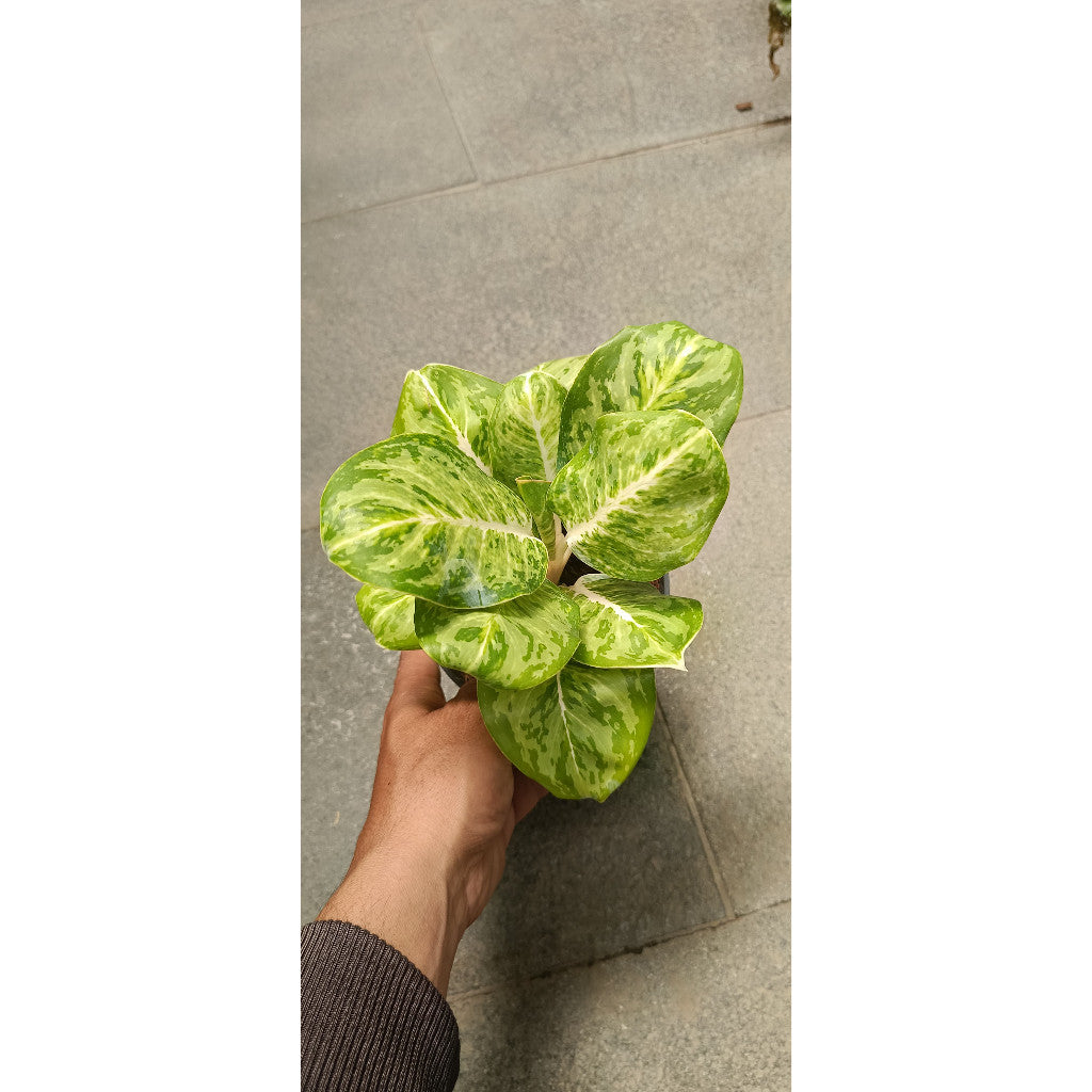 Aglaonema Green Papuma - Elegant Indoor Plant for Your Home