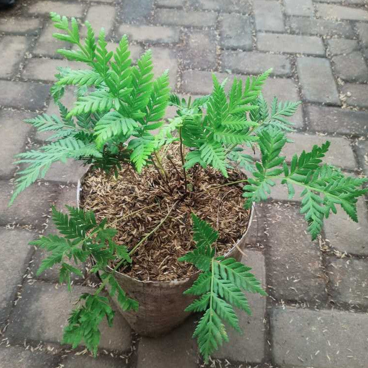 Todea Barbara - Majestic King Fern for Your Garden