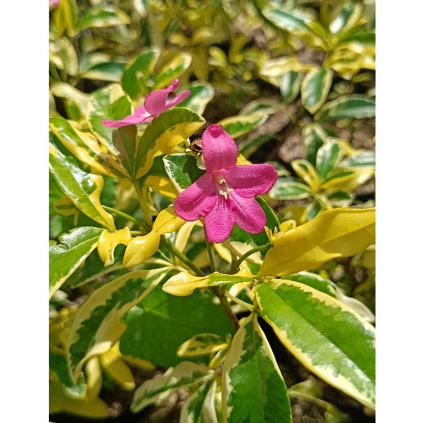 Ravenia spectabilis – Elegant Foliage for Home & Garden