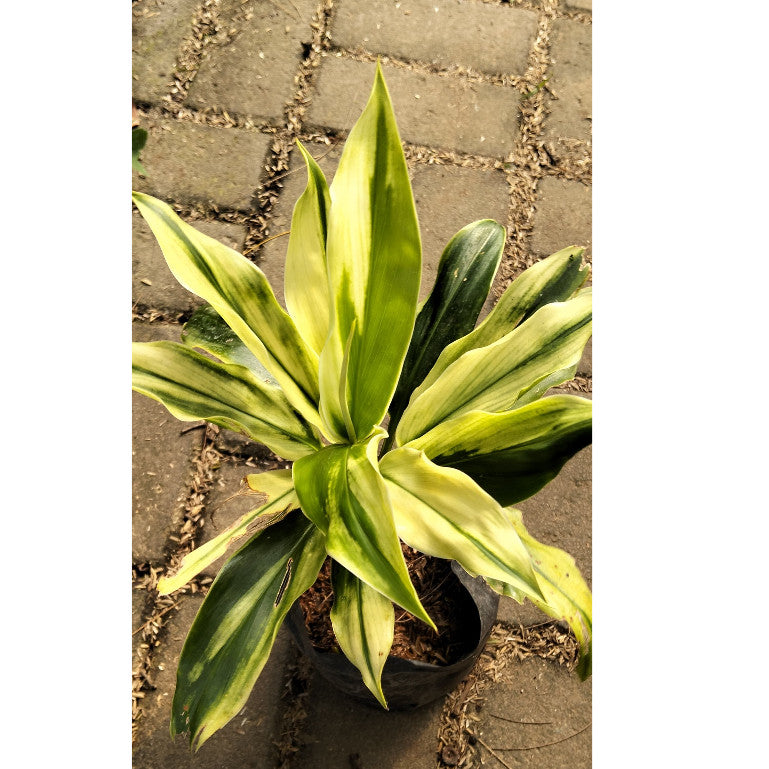 Cordyline fruticosa – Elegant Foliage Plant for Home & Garden