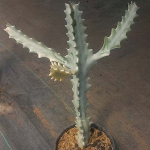 Euphorbia Lactea White Ghost