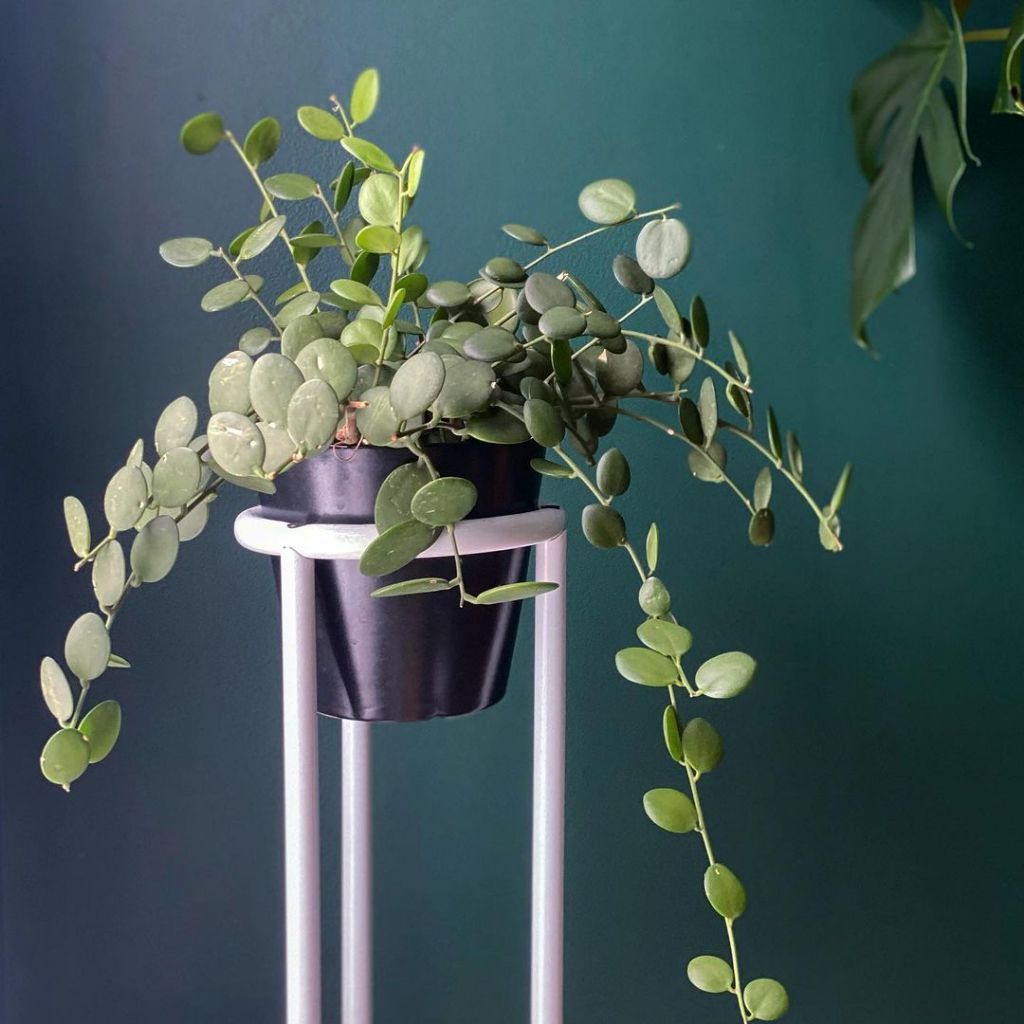 Xerosicyos Danguyi, Silver Dollar Plant