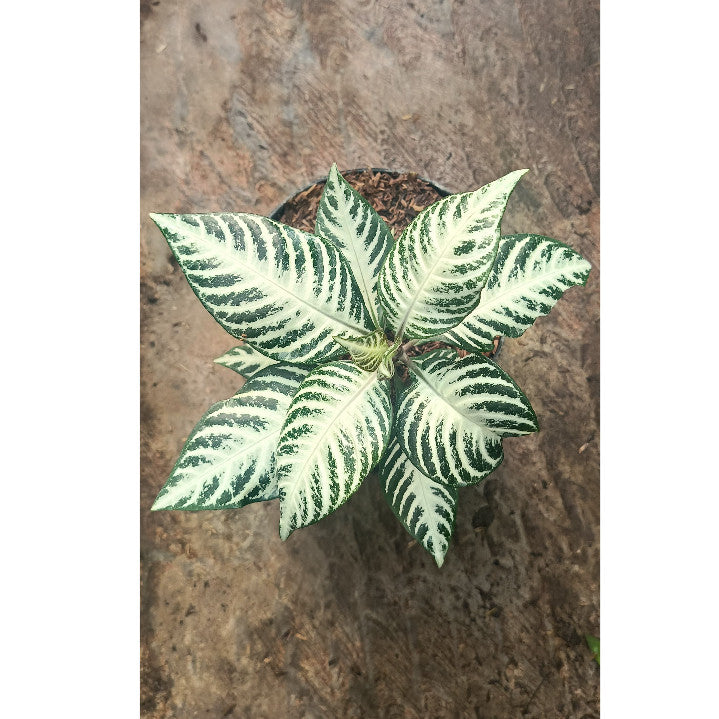 Aphelandra Zebra Plant – Stunning Foliage Houseplant | Easy Indoor Decor | Aphelandra squarrosa