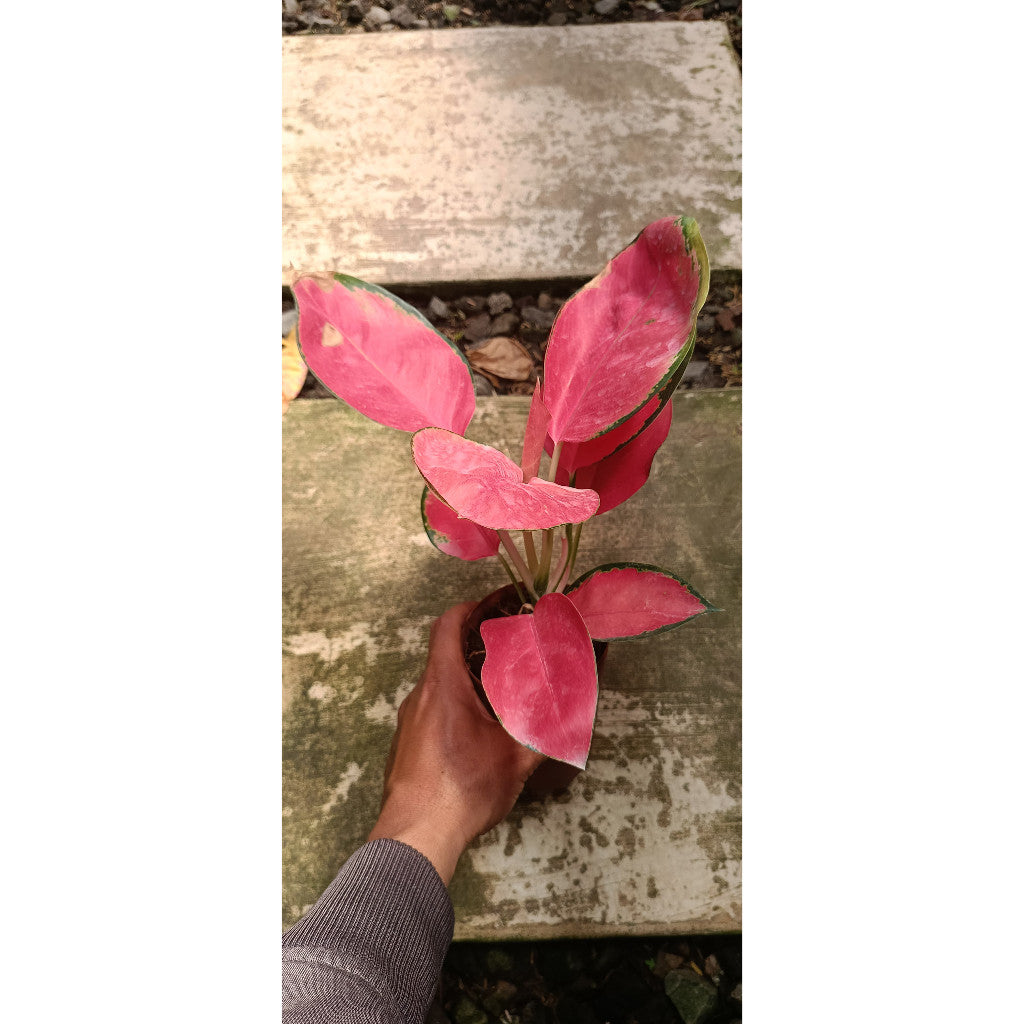 Aglaonema Red Majesty – Stunning Indoor Plant for Your Home - Easy Care & Air-Purifying