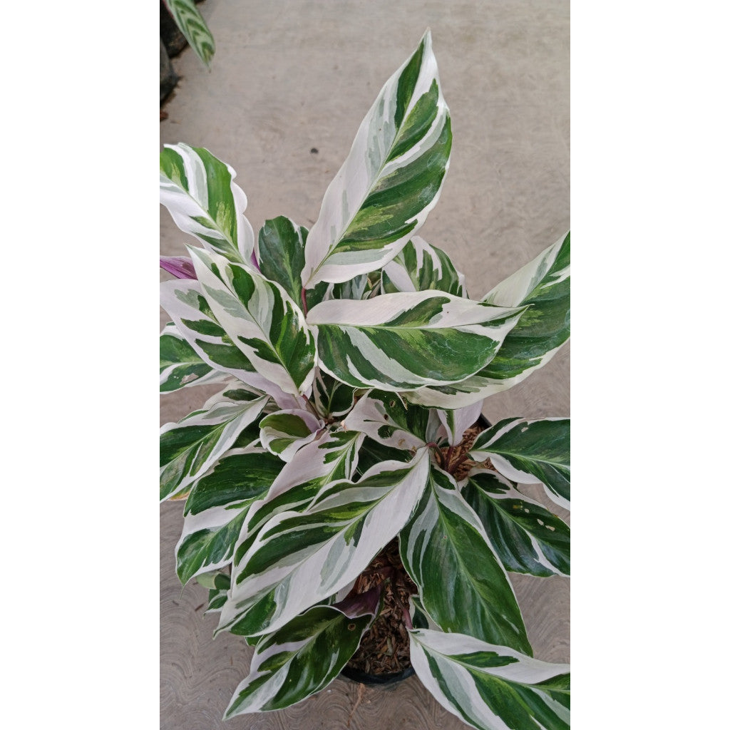 Calathea White Fusion - Elevate Your Space with Elegance and Serenity!