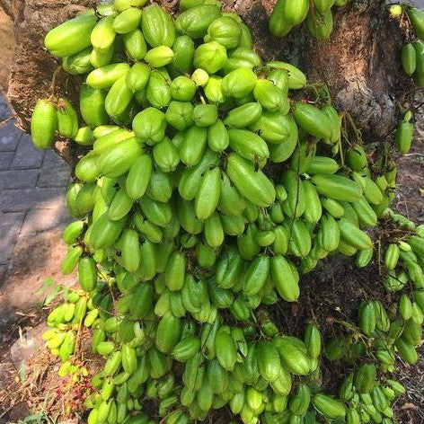 Averrhoa Bilimbi: Tropical Delight for Your Garden – Gardening Marvel!