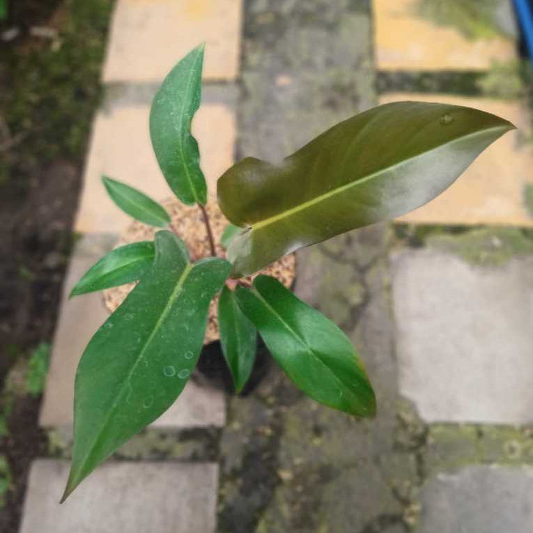 Philodendron Orange Juice x Philodendron Florida Ghost Mint