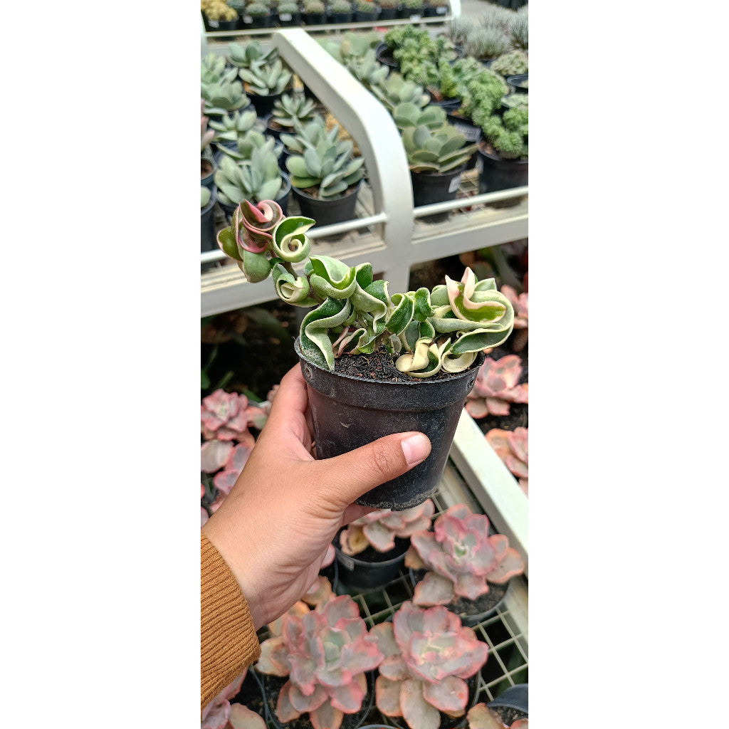 Hoya Compacta Variegated - Unique Indoor Hanging Plant for Natural Beauty