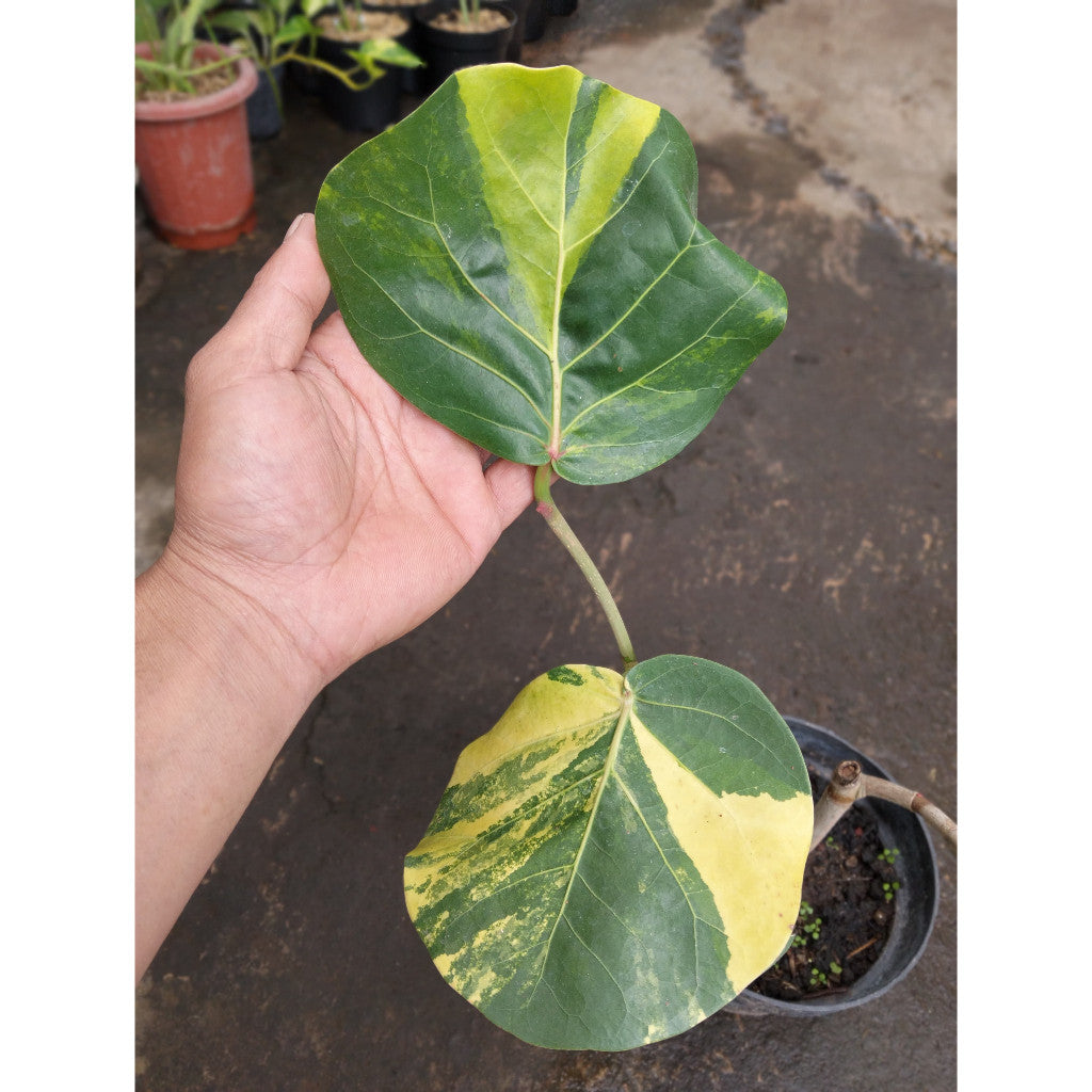 Variegated Sea Grape – Coccoloba uvifera | Unique Tropical Foliage for Your Garden