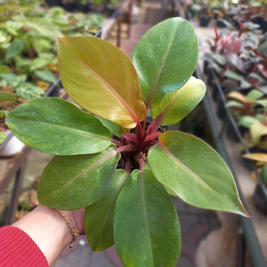 Philodendron Orange Juice