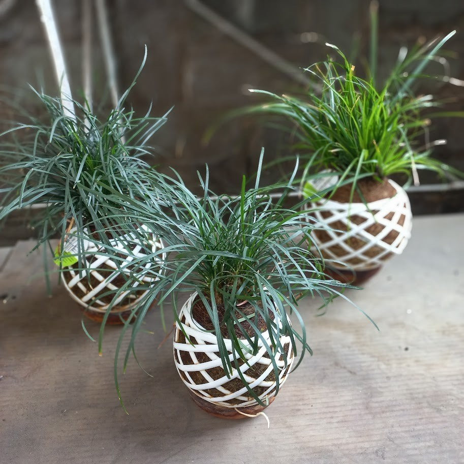 Kokedama Ophiopogon Japonicus: Dwarf Lilyturf Moss Ball for a Unique Garden Accent!