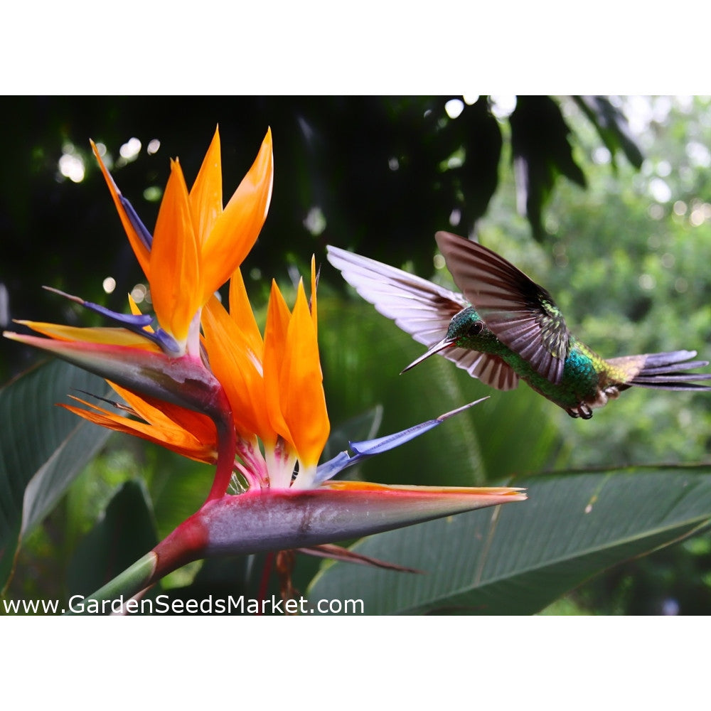Strelitzia Reginae – Exotic Bird of Paradise Plant for Home & Garden