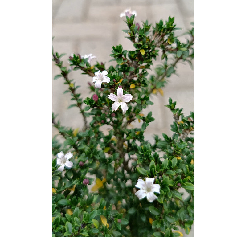 Radiant Serissa Japonica: Your Miniature Oasis of Tranquility