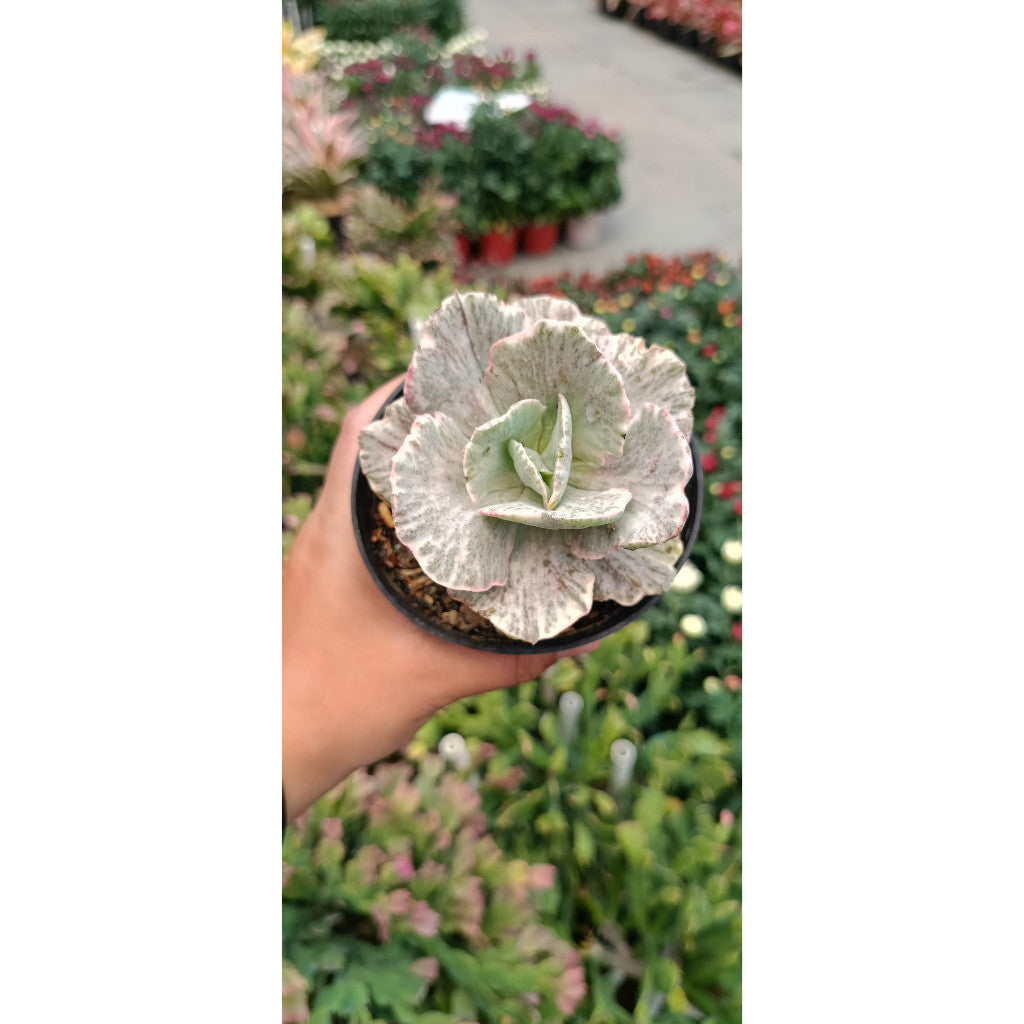 EC. White Cloud – Elegant and Low-Maintenance Succulent