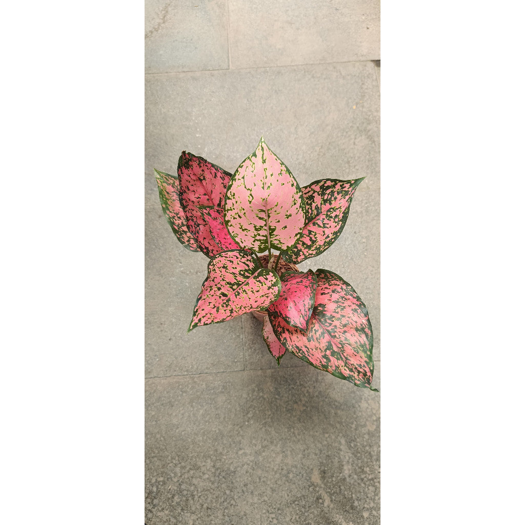 Aglaonema Kom Kom Pink – Beautiful Pink-Edged Aglaonema Plant