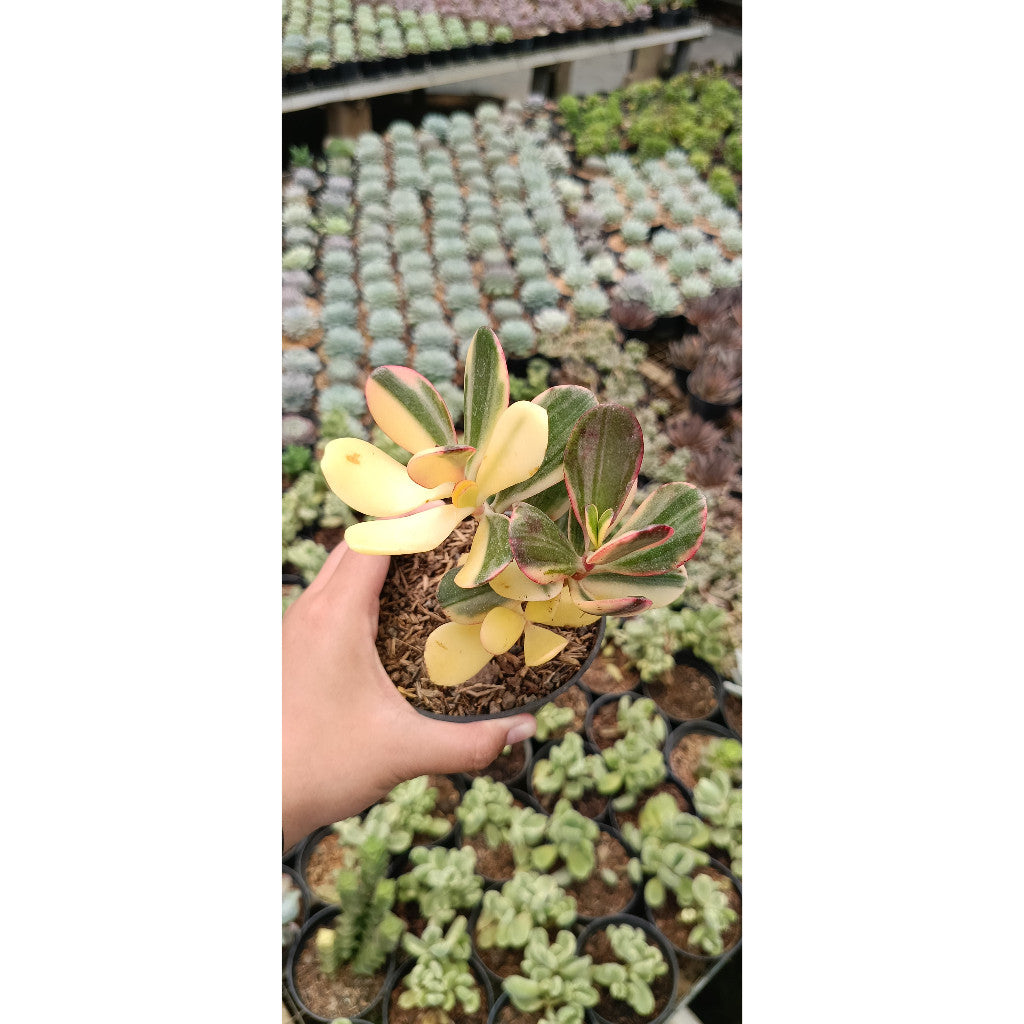 Crassula Ovata Variegated – Charming Succulent for Your Home