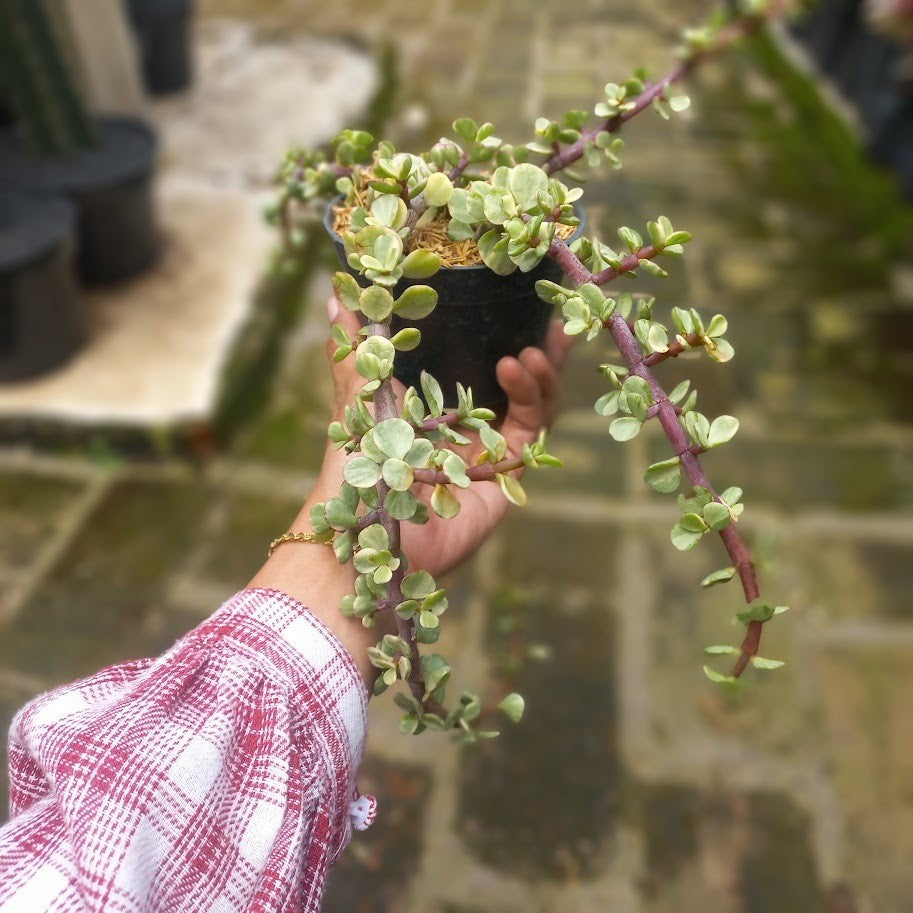 Portulacaria Afra (Variegated), Rainbow Bush, Variegated Elephant Bush, Variegated Elephant's Food