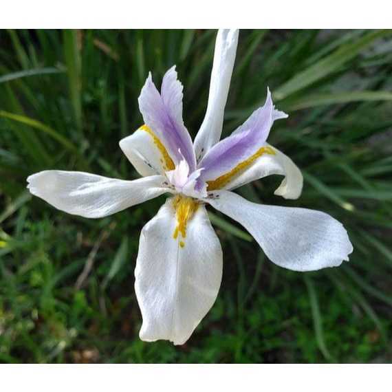 Variegated Iris Plant (Iris pallida) – Elegant Foliage and Vibrant Blooms