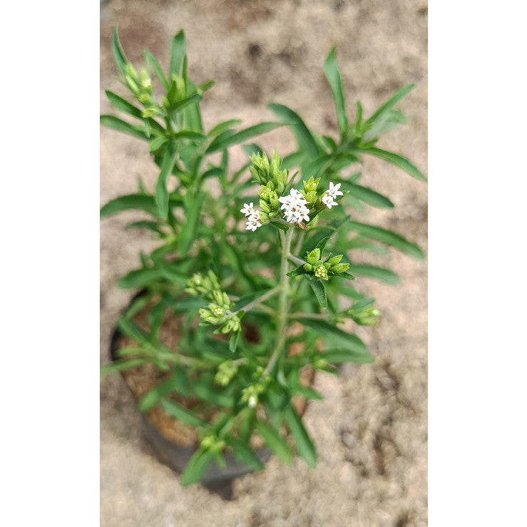 Stevia Plant – Natural Sweet Leaf | Stevia rebaudiana | Healthy Sugar Alternative