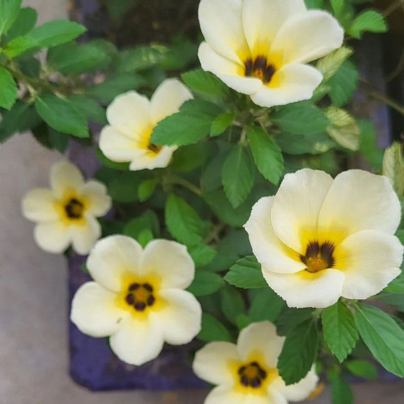 Turnera Subulata, White Alder, Sulphur Alder, Dark-eyed Turnera, White Buttercup, Politician's Flower