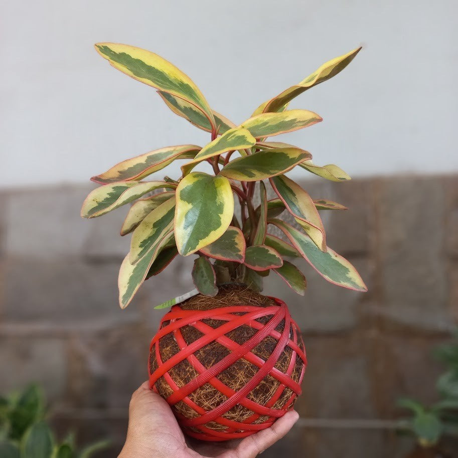 Kokedama Peperomia Ginny: Stylish Moss Ball Plant Pot – Unique Charm for Your Indoor Garden!