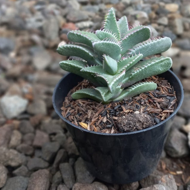 Euphorbia Faucaria