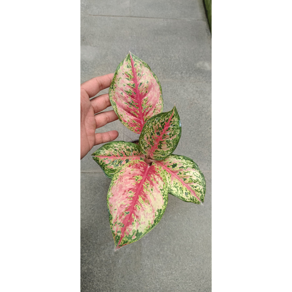 Aglaonema Sweet Dream's – Vibrant Indoor Foliage Plant