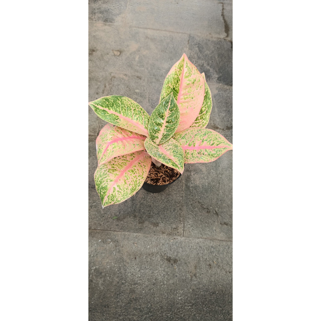Aglaonema Harley Queen – Beautiful Indoor Plant with Stunning Variegated Leaves