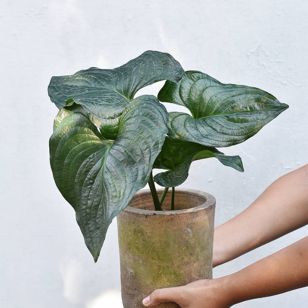 Cyanastrum Cordifolium, 蓝星莲