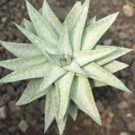 Gastrolea Hybrid The Ultimate Creation (bare root)