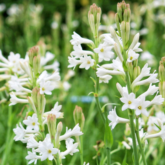Agave Amica, Tuberose, 晚香玉 (tuber only)