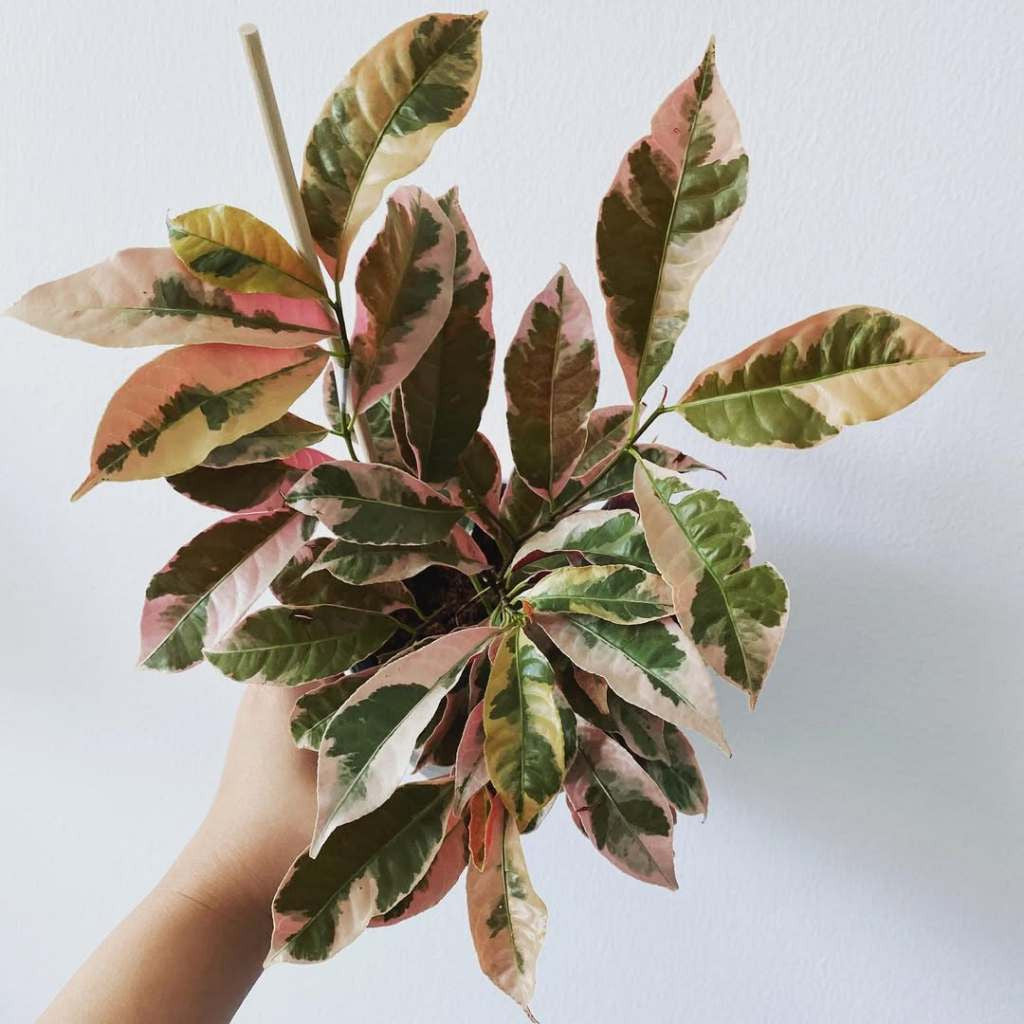 Excoecaria Cochinchinensis, Chinese Croton, Variegated Blindness Tree