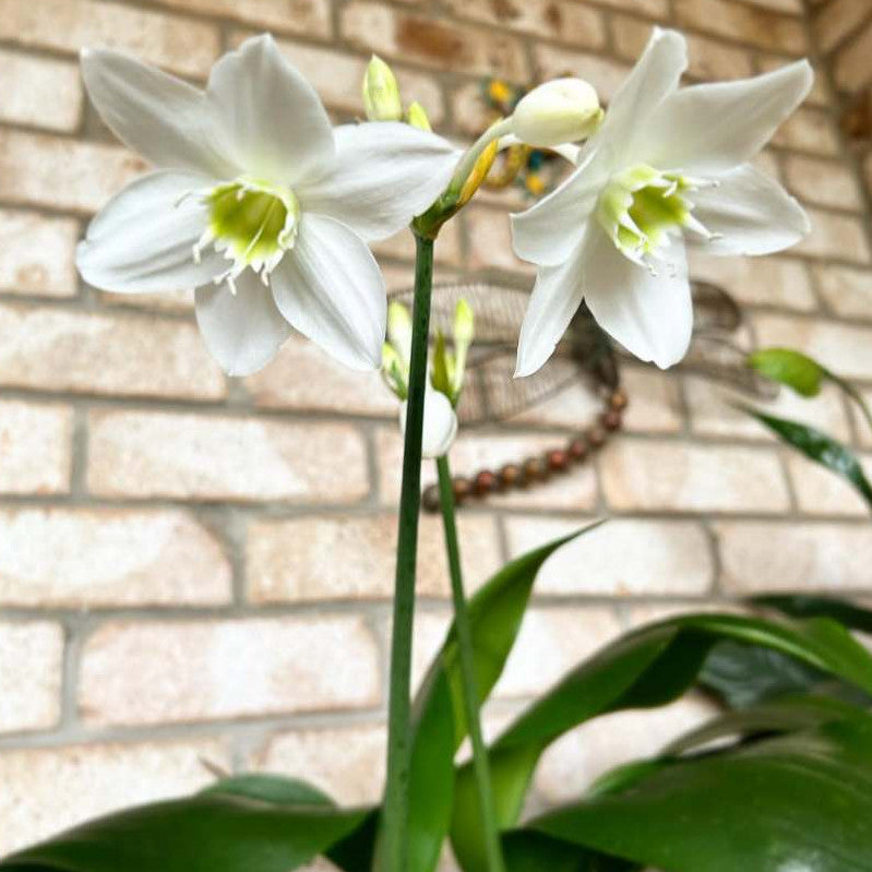 Urceolina × Grandiflora, Amazon Lily, Eucharis Lily, 白鹅花